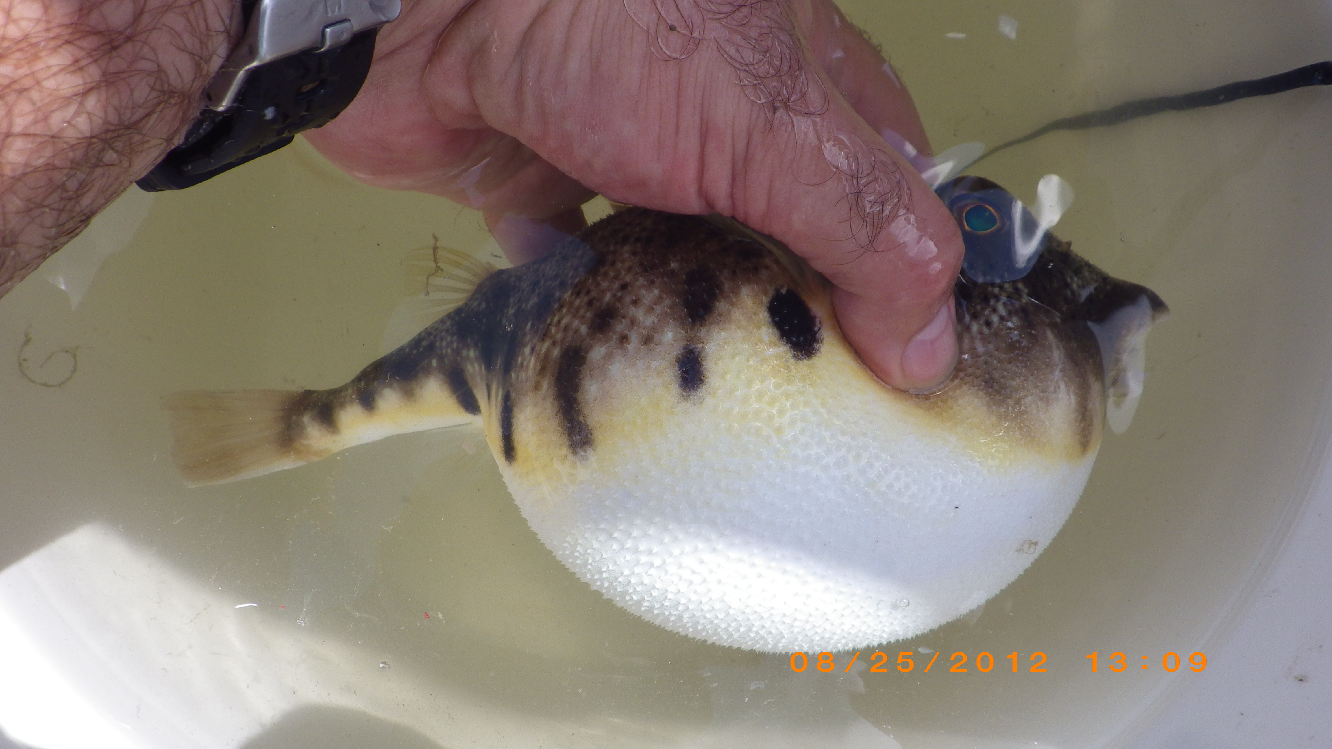 Northern puffer inflated